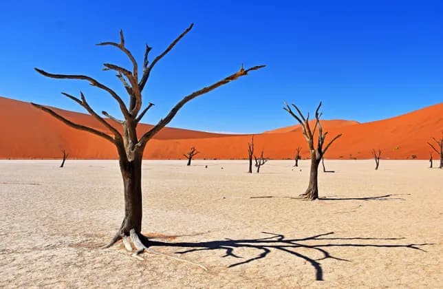 Alberi spogli proiettano lunghe ombre su una distesa di argilla secca e crepata di fronte a dune di sabbia arancione e un cielo azzurro limpido.