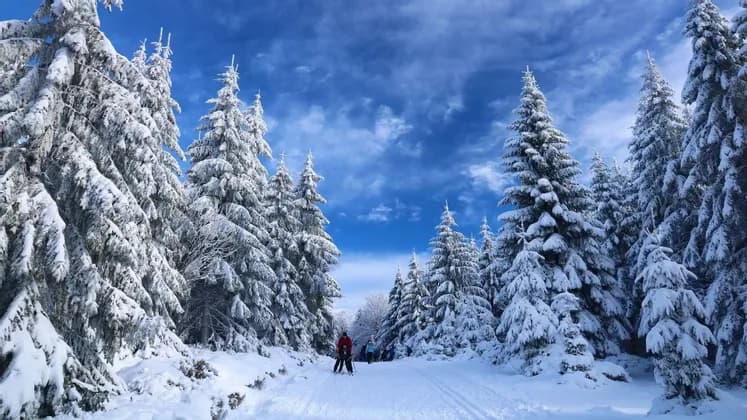 Un viaggio di gruppo WeRoad per lo sci di fondo su un sentiero innevato, tra alti pini coperti di neve.