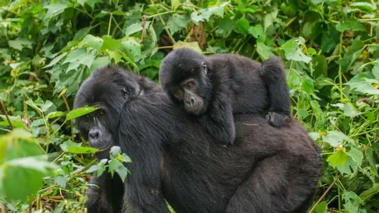 Una cría de gorila descansa en la espalda de un gorila adulto en medio de la exuberante vegetación de la selva.