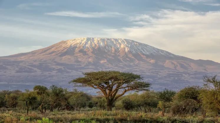 Un paesaggio di savana con una grande acacia in primo piano e un'imponente montagna innevata sotto un cielo nuvoloso.