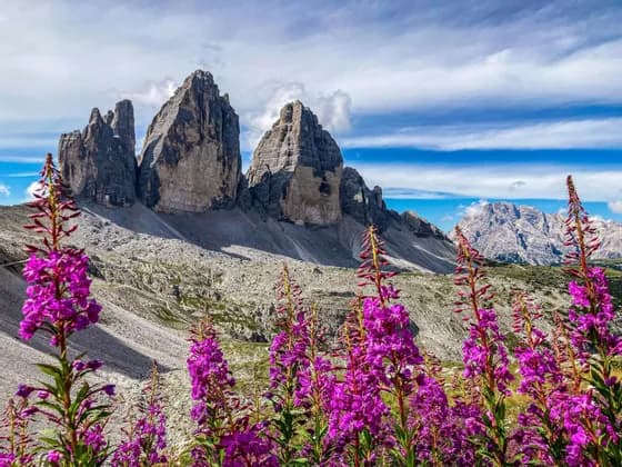 Lila Wildblumen blühen auf einer Wiese am Fuße einer zerklüfteten Bergkette unter einem teilweise bewölkten Himmel.