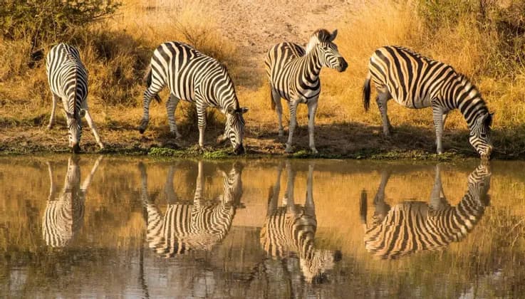 Vier Zebras trinken an einem Wasserloch, ihre gestreiften Spiegelungen sind im ruhigen Wasser sichtbar.