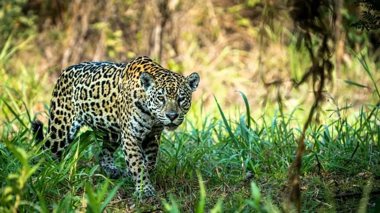 Ein gefleckter Jaguar geht durch hohes grünes Gras in einem Wald und blickt direkt in die Kamera.