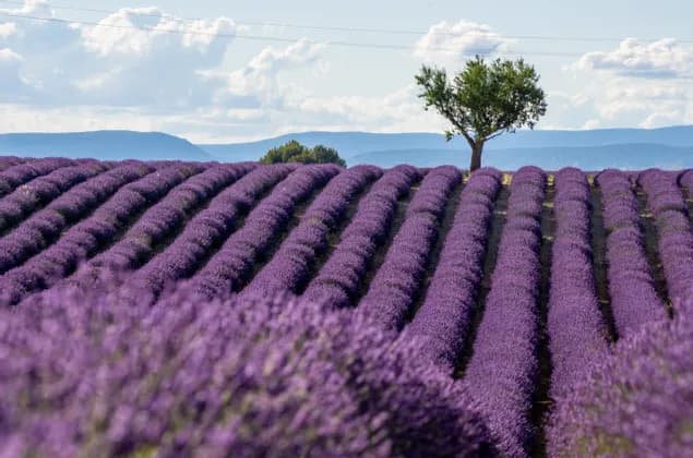 Rolling rows of purple lavender in a field with a lone tree and distant mountains under a partly cloudy sky.