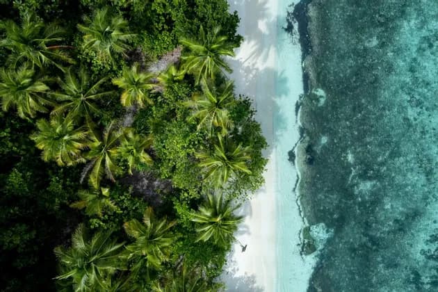 Vista aerea dall'alto di una costa tropicale, con lussureggianti palme verdi che costeggiano una spiaggia di sabbia bianca e acqua cristallina turchese.