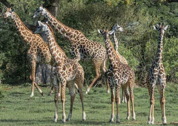 Un branco di giraffe su una pianura erbosa con uno sfondo di fitti alberi verdi.
