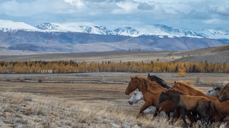 Una mandria di cavalli galoppa in una vasta pianura, con alberi autunnali e montagne innevate a fare da sfondo sotto un cielo nuvoloso.