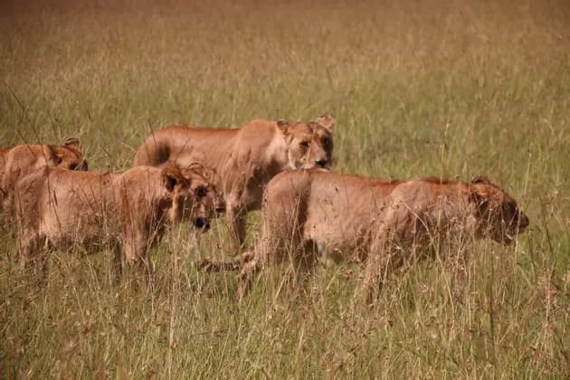 A pride of lions, including a lioness and cubs, walks through a field of tall, dry grass.