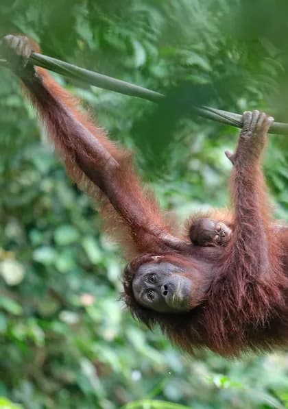 Una orangutana madre cuelga de una liana, con su cría aferrada a su espalda, sobre un fondo de selva difuminado.