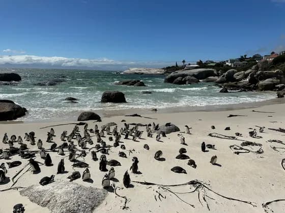 Una vasta colonia di pinguini si è radunata su una spiaggia sabbiosa, accanto alle onde dell'oceano, sotto un cielo azzurro.