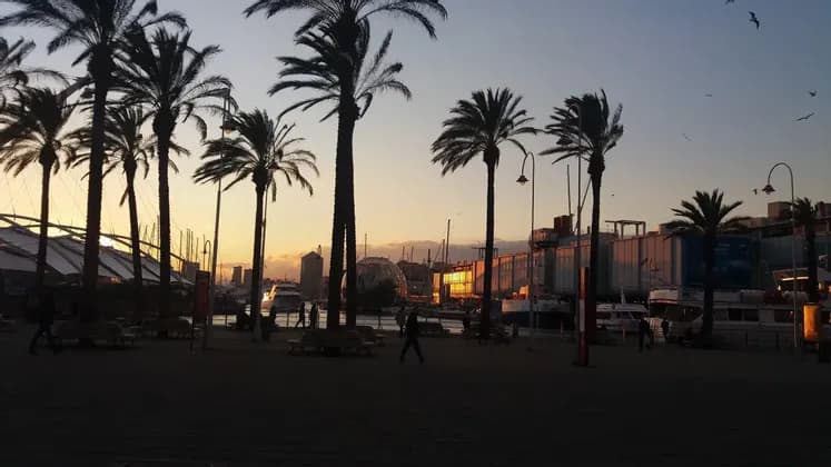 Silhouettes of tall palm trees and people on a waterfront promenade in front of a city harbor at sunset.