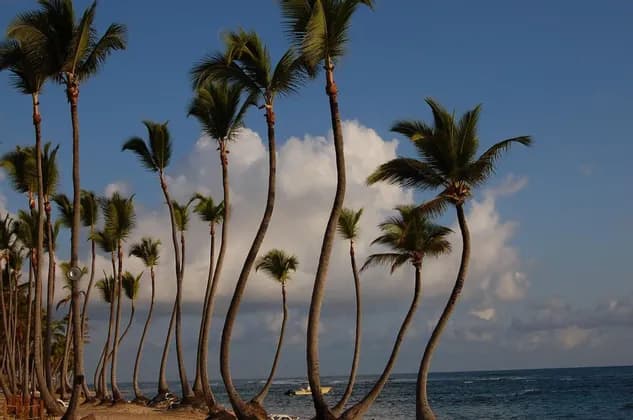Alte palme sinuose costeggiano una spiaggia sabbiosa in riva all'oceano sotto un cielo azzurro con nuvole bianche.