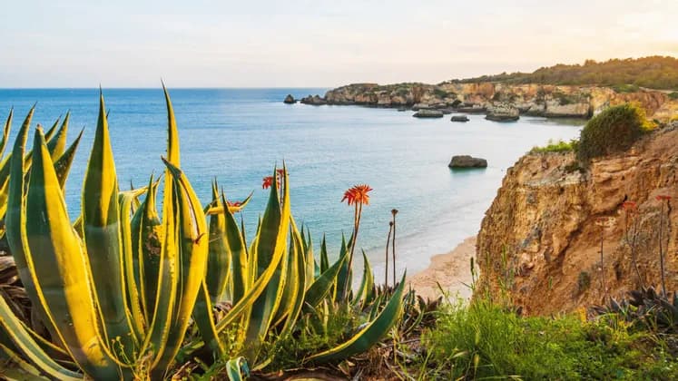 Piante di agave soleggiate con foglie a strisce gialle su una scogliera a picco su una caletta sabbiosa e un mare blu calmo.