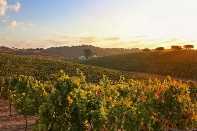 Portogallo 360: tra cucina, vino e oceano da Porto a Lisbona