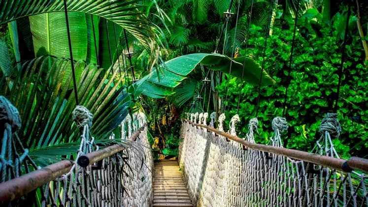 Eine Hängebrücke aus Holz mit seitlichen Seilnetzen führt durch einen dichten, grünen Tropenwald.