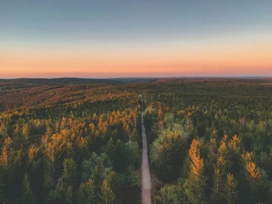 Vista aerea di una strada sterrata che serpeggia in una vasta foresta sempreverde sotto un tramonto colorato.