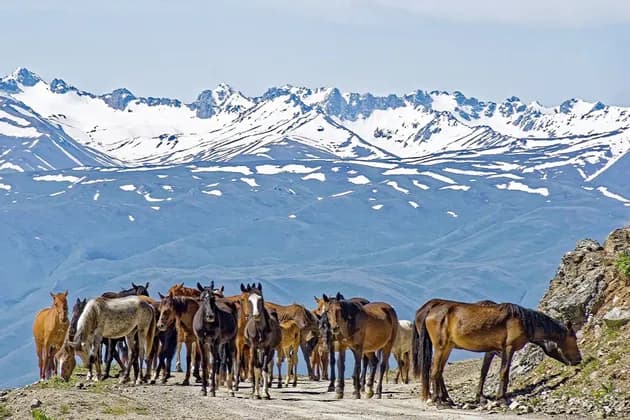 Un troupeau de chevaux se tient sur un chemin de terre devant une vaste chaîne de montagnes enneigées sous un ciel lumineux.
