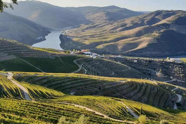 Una veduta panoramica di vigneti terrazzati su dolci colline che dominano un fiume che scorre in una valle.