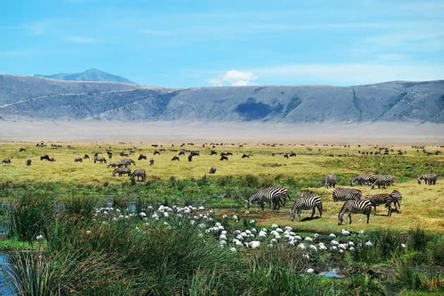 Branchi di zebre e gnu pascolano su una vasta pianura erbosa con una montagna sullo sfondo e uccelli bianchi a una pozza d'acqua.
