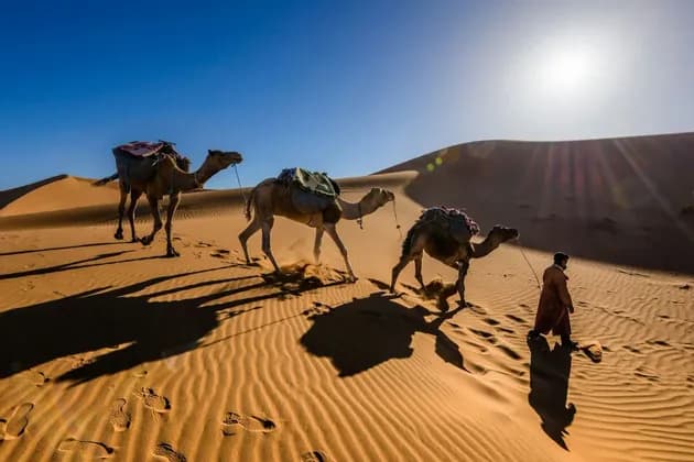 A person leads a caravan of three camels across desert sand dunes under a bright, sunny sky.