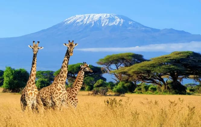 Tre giraffe si ergono in una savana dorata con alberi di acacia e una montagna innevata sullo sfondo.
