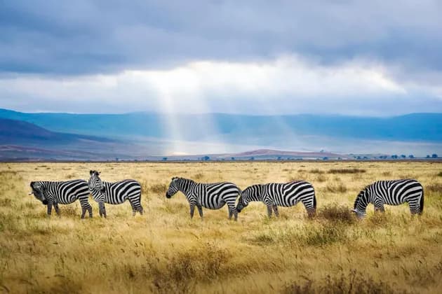 Un branco di cinque zebre al pascolo in una vasta savana con raggi di sole che filtrano tra le nuvole sopra montagne lontane.