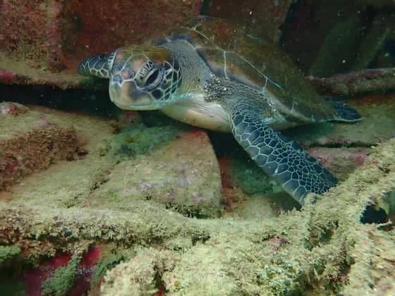 Una tartaruga marina verde riposa sul fondale marino, annidata tra rocce ricoperte di alghe, con gli occhi parzialmente chiusi.