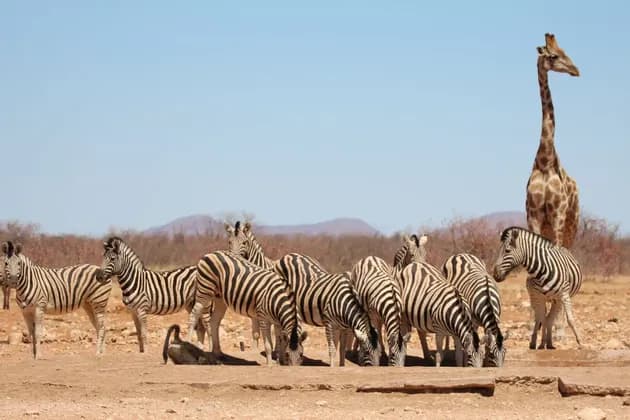 Eine Herde Zebras und eine Giraffe versammeln sich an einem Wasserloch in einer trockenen, sonnigen Savanne.