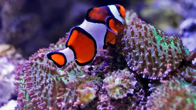 Un pez payaso naranja y blanco de aletas negras nada sobre un arrecife de coral texturizado morado y verde.