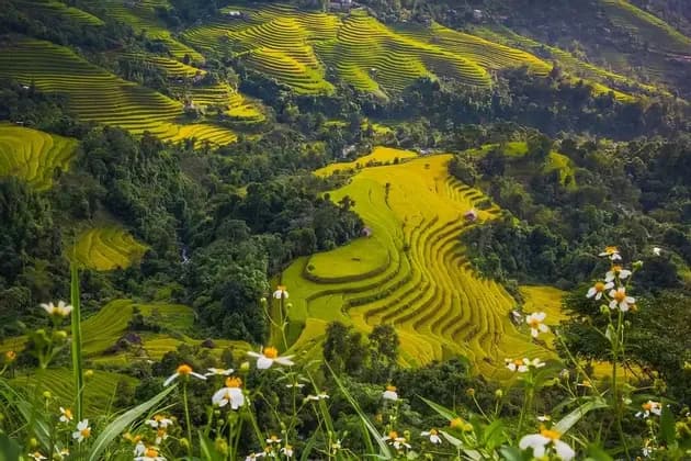 Ein weiter Blick auf goldene Reisterrassen, die sanfte grüne Hügel bedecken, mit weißen Wildblumen im Vordergrund.