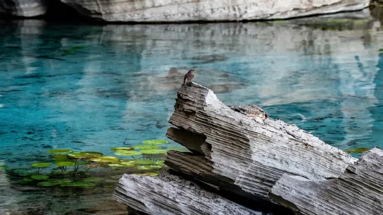 Un uccellino marrone si posa su una formazione rocciosa stratificata sopra acqua turchese limpida, con ninfee verdi.