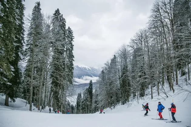 Un viaggio di gruppo WeRoad scia su un pendio montano innevato, costeggiato da alti pini innevati e alberi spogli.