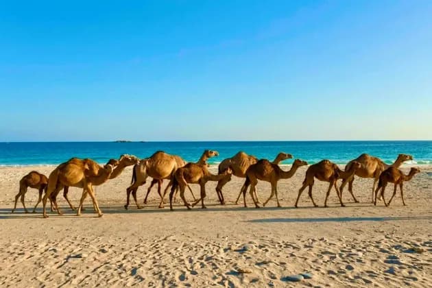 Una carovana di cammelli cammina in fila su una spiaggia sabbiosa accanto a un oceano turchese sotto un cielo azzurro limpido.