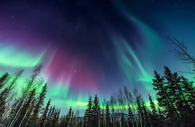 Aurore boreali verdi e viola illuminano il cielo notturno stellato sopra una foresta in silhouette.