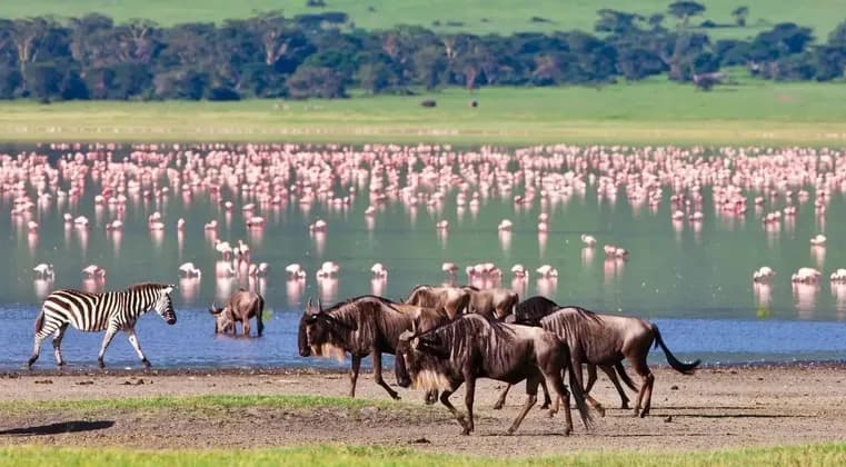 A herd of wildebeest and a single zebra walk along the shore of a lake teeming with pink flamingos.