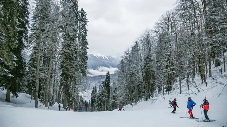 Un viaggio di gruppo WeRoad per sciare su un pendio montano innevato circondato da alti pini coperti di neve.