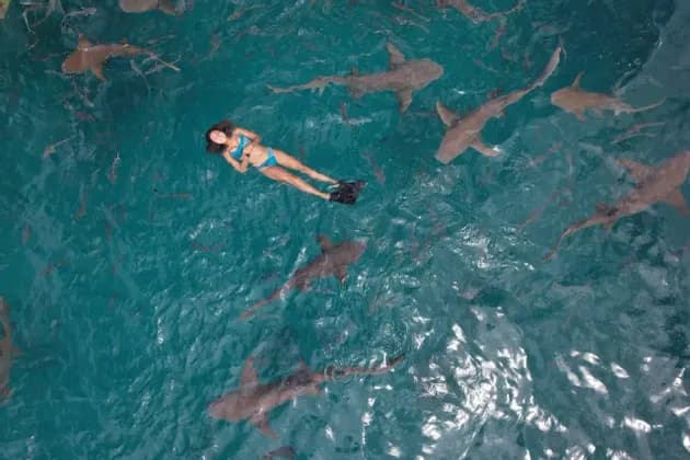 Luftaufnahme einer Frau im Bikini und mit Flossen, auf dem Rücken in türkisfarbenem Wasser treibend, umgeben von zahlreichen Haien.