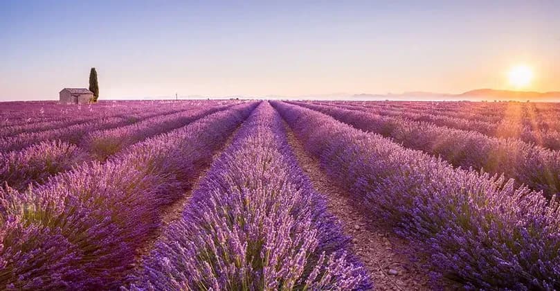 Filari di lavanda viola in un campo si estendono verso una casa in pietra lontana e un albero solitario all'alba.