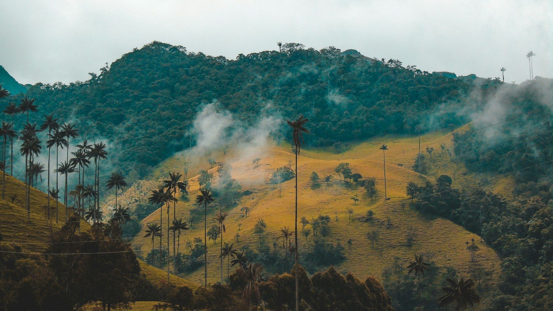 Un paysage de grands palmiers à cire disséminés sur des collines jaunes vallonnées avec des bancs de brume et une forêt dense.