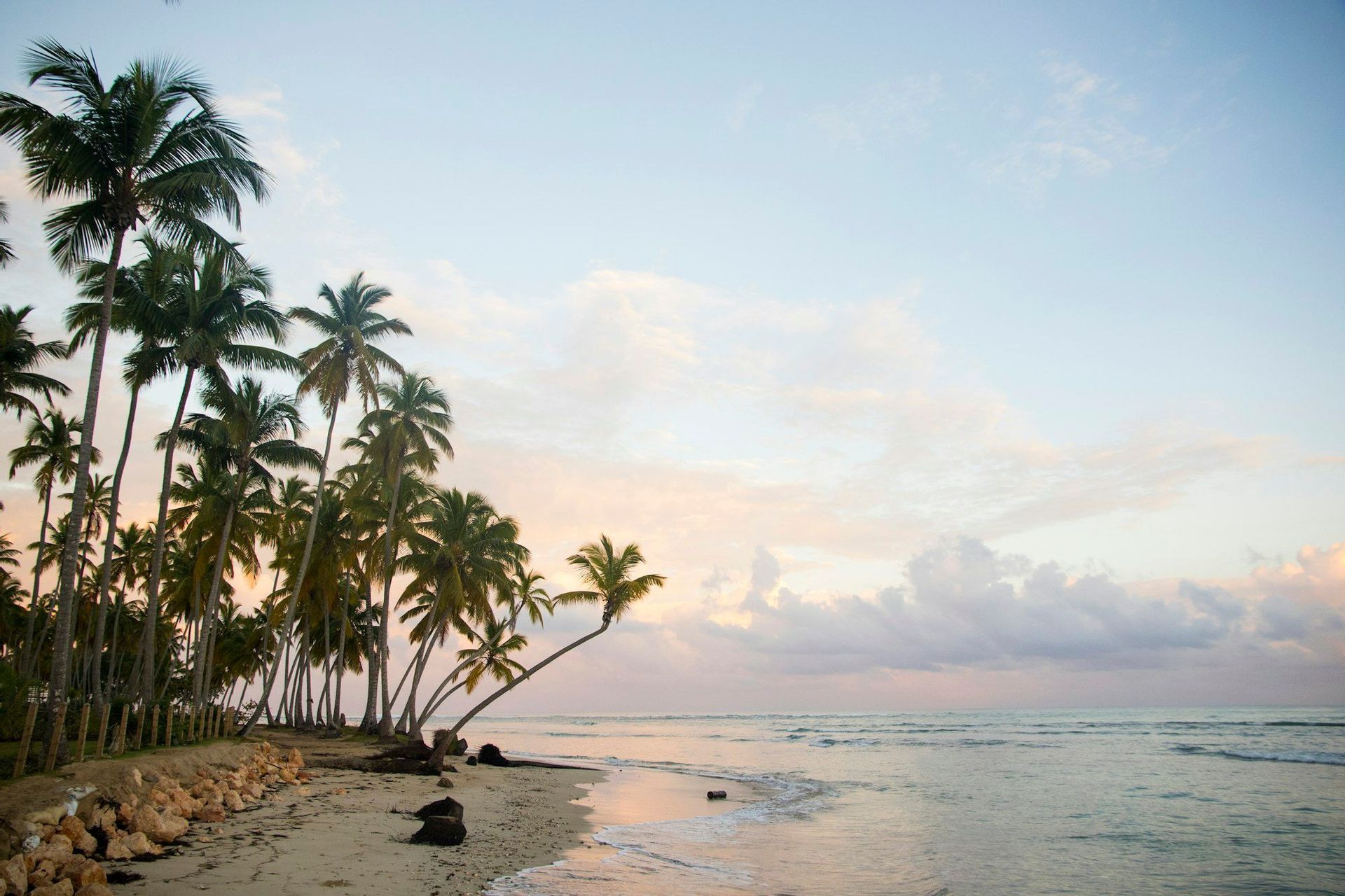 Une rangée de palmiers se dresse sur une plage de sable fin près de l'océan, avec de douces vagues caressant le rivage sous un ciel aux couleurs pastel d'un lever de soleil.