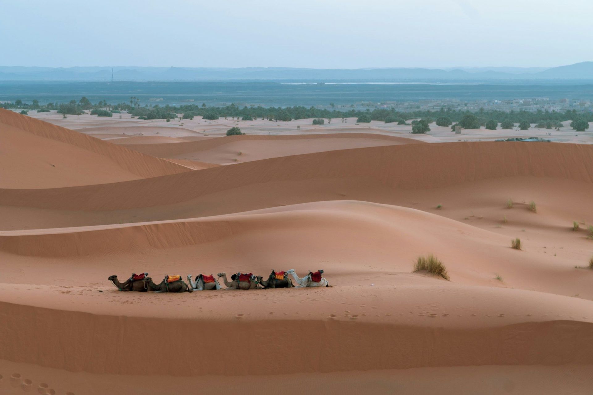 Una fila di cammelli sellati riposa su una duna di sabbia in un vasto deserto, con un'oasi lontana all'orizzonte.