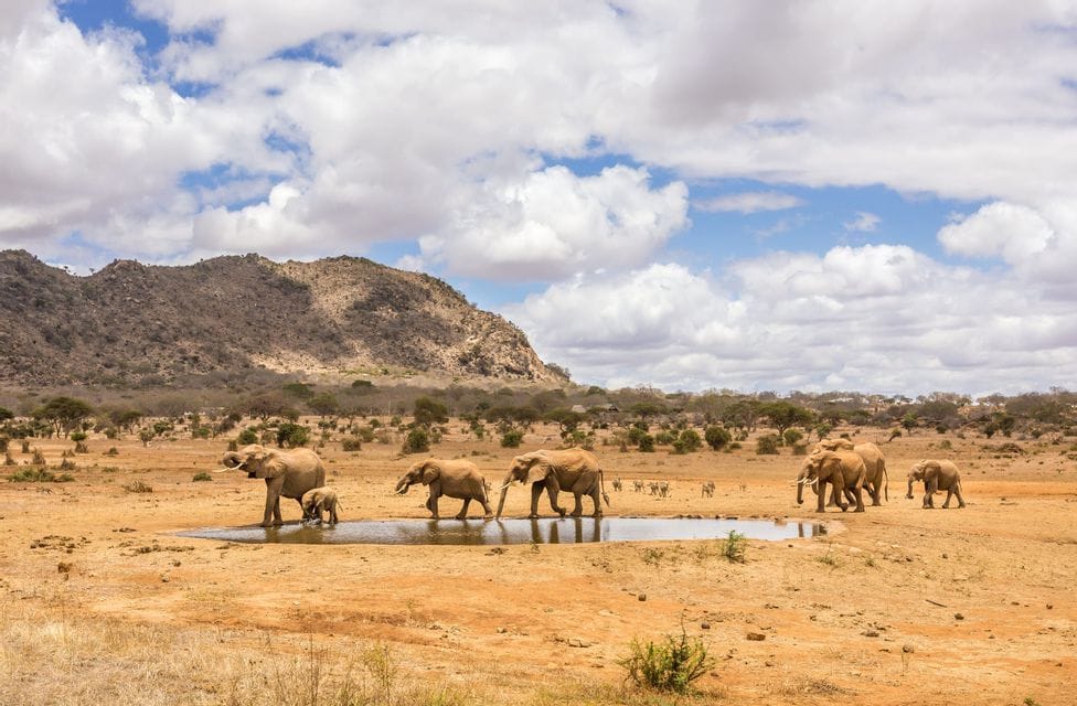 Eine Elefantenherde mit einem Kalb wandert an einer kleinen Wasserstelle in einer trockenen Savanne mit Bergkulisse vorbei.