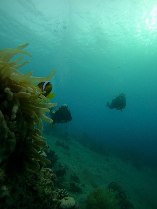 Un poisson-clown émerge d'une anémone, tandis que deux plongeurs d'un voyage de groupe WeRoad nagent à l'arrière-plan.