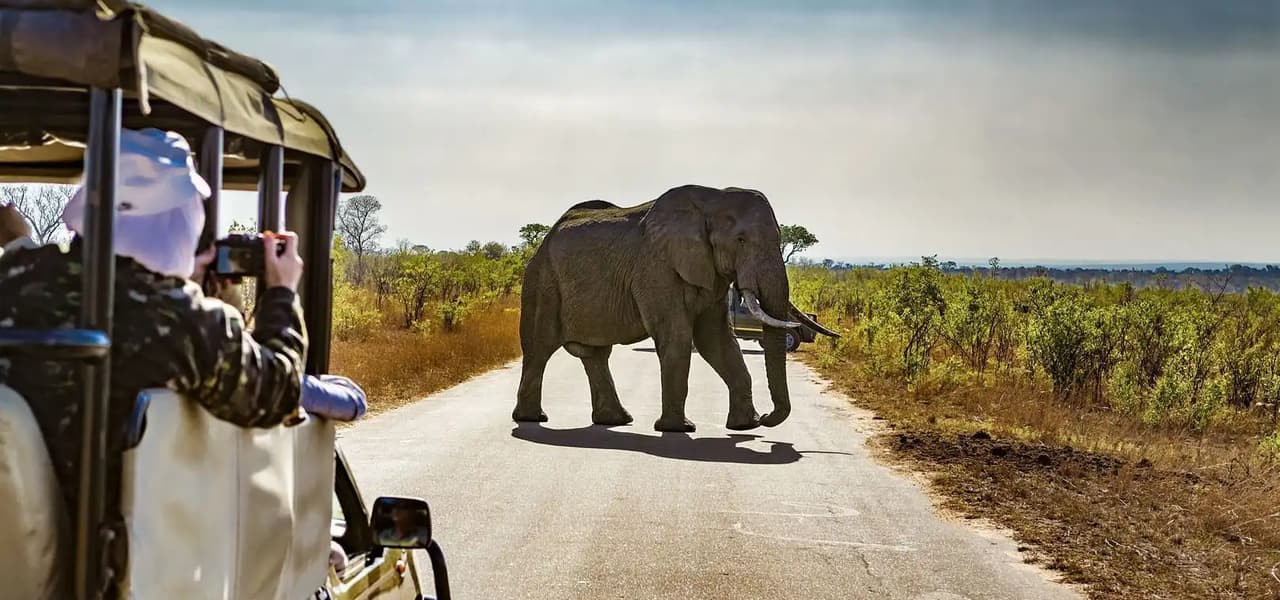 Un elefante cruza una carretera de la sabana frente a un vehículo de safari con viajeros.