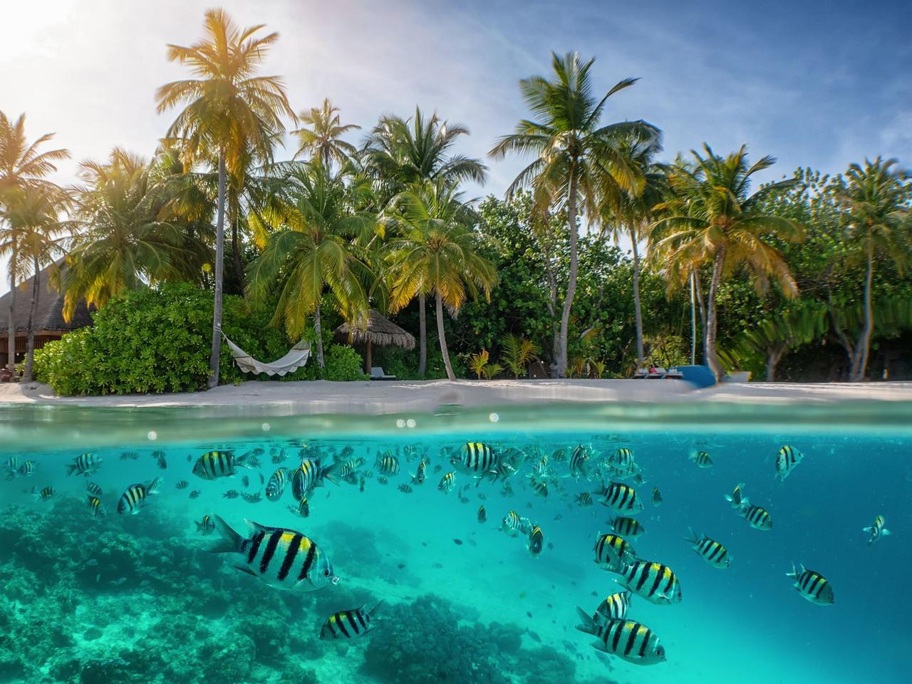 Ein geteilter Blick auf eine tropische Insel mit Palmen und einem weißen Sandstrand, unter dem ein Schwarm gestreifter Fische schwimmt.