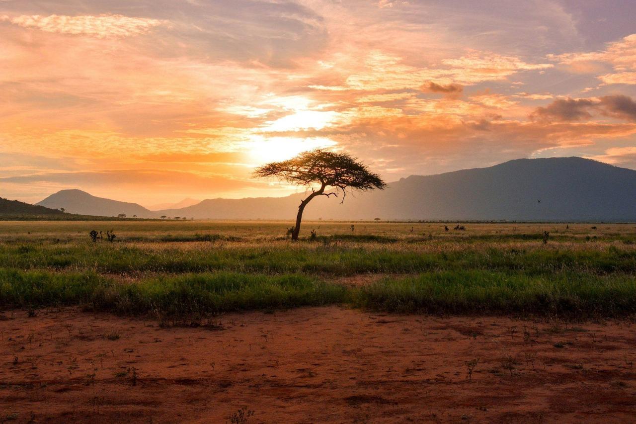 Un solitario árbol de acacia se alza en una sabana al atardecer, con montañas silueteadas contra un cielo dorado y rosado en el fondo.