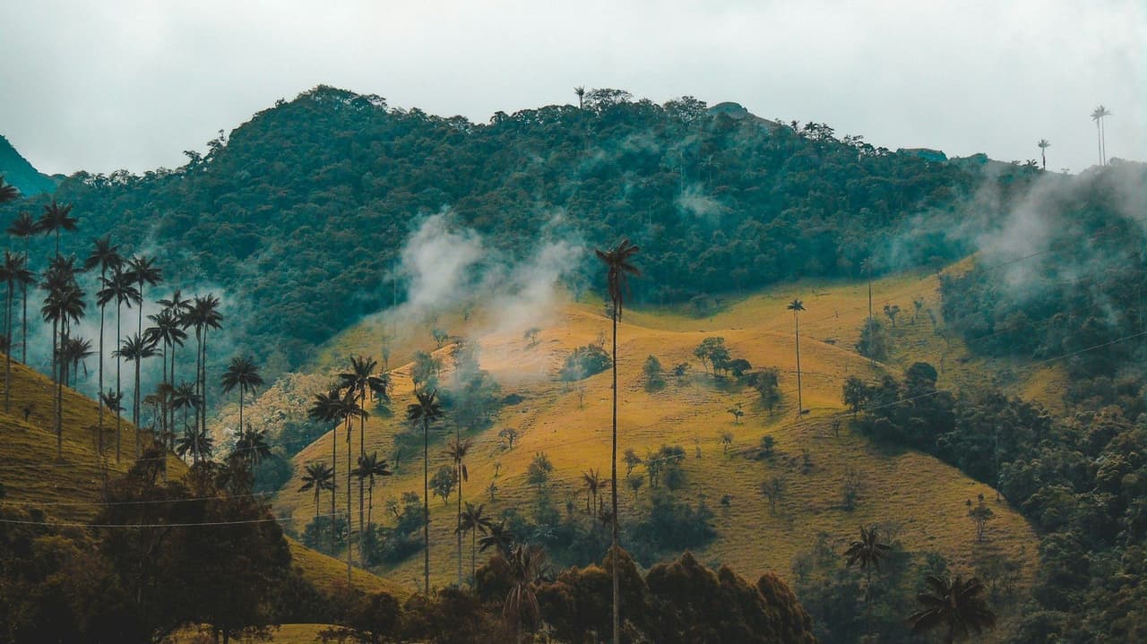 Hohe Palmen ragen aus nebligen, sanften Hügeln empor, die mit gelbem Gras und dichten grünen Wäldern bedeckt sind, unter einem bewölkten Himmel.