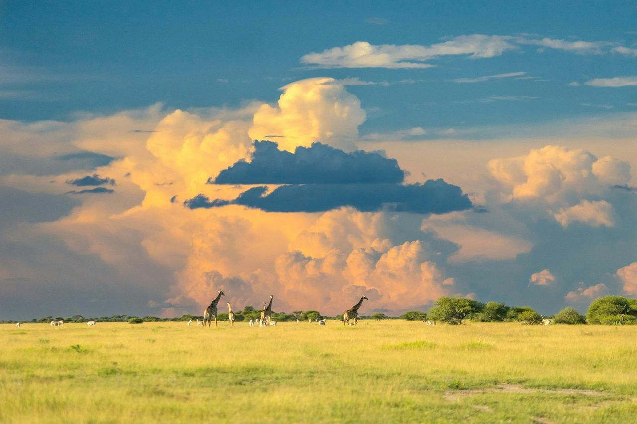 Una vista panorámica de varias jirafas y otros animales salvajes en una sabana herbácea bajo un cielo dramático con grandes nubes soleadas.