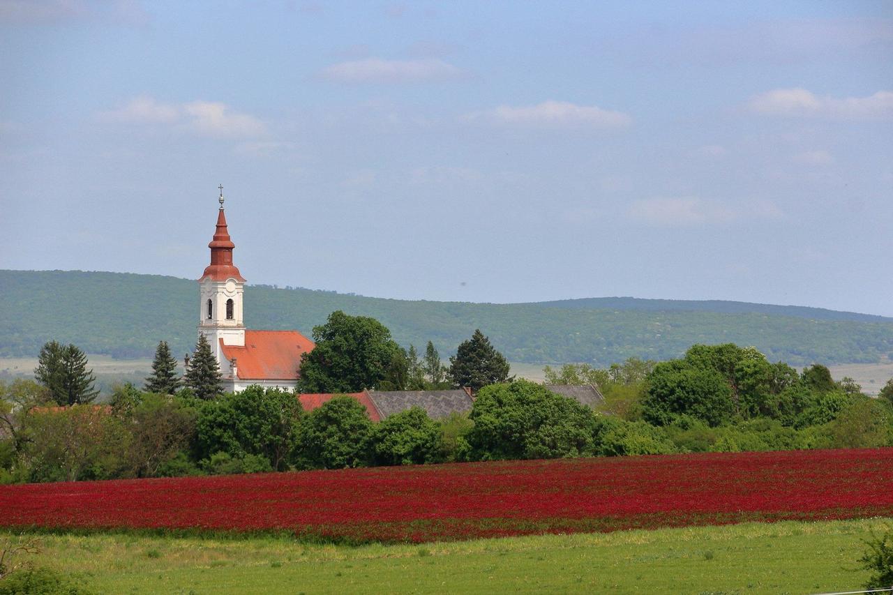 A white church with a red roof and steeple rises above green trees, behind a large field of red flowers with rolling hills in the distance.