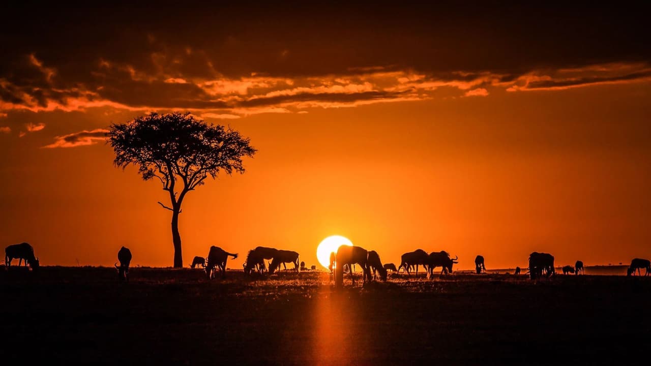 Una mandria di gnu e un albero di acacia si stagliano contro un profondo tramonto arancione nella savana.
